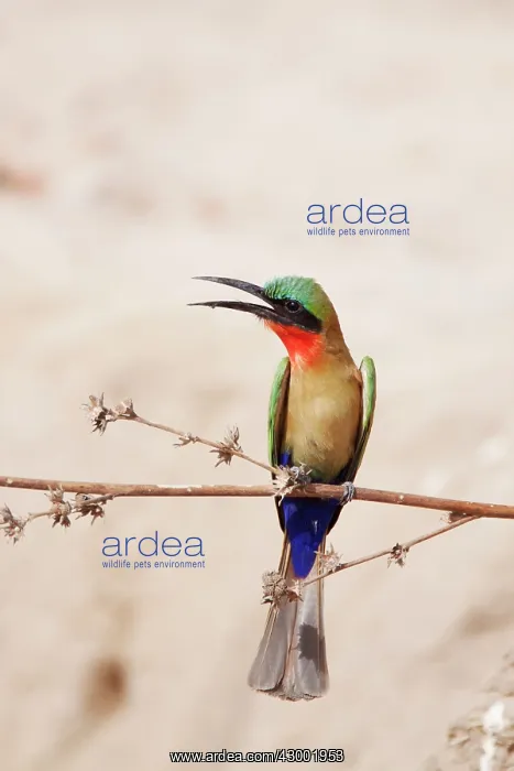  : Red-throated Bee-eater