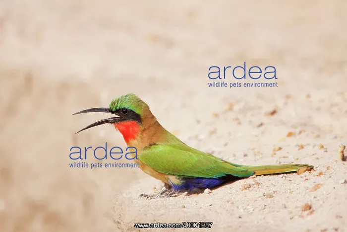 : Red-throated Bee-eater : Red-throated Bee-eater