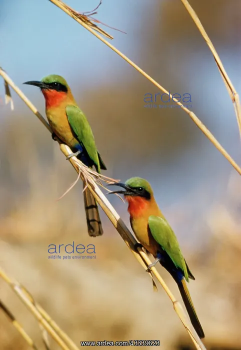  : RED-THROATED BEE-EATER