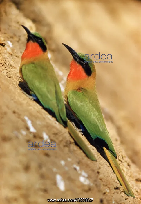 : RED-THROATED BEE-EATER : RED-THROATED BEE-EATER
