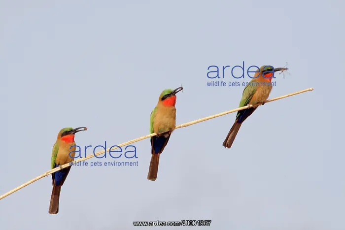 : Red-throated Bee-eater three birds each with insect prey : Red-throated Bee-eater three birds each with insect prey