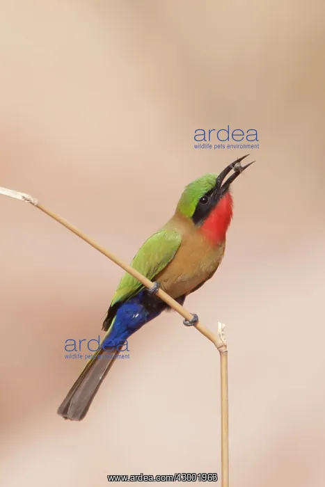 : Red-throated Bee-eater with insect prey in beak : Red-throated Bee-eater with insect prey in beak