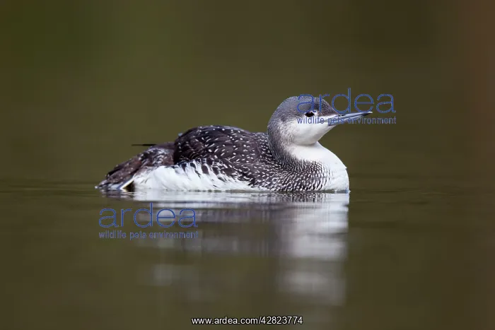 : Red Throated Diver : Red Throated Diver