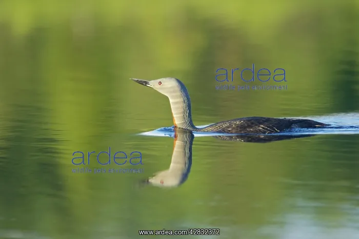  : Red Throated Diver