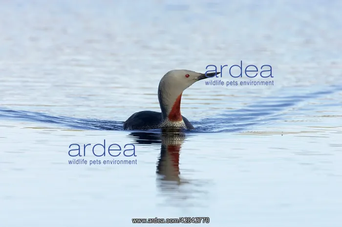 : Red Throated Diver : Red Throated Diver