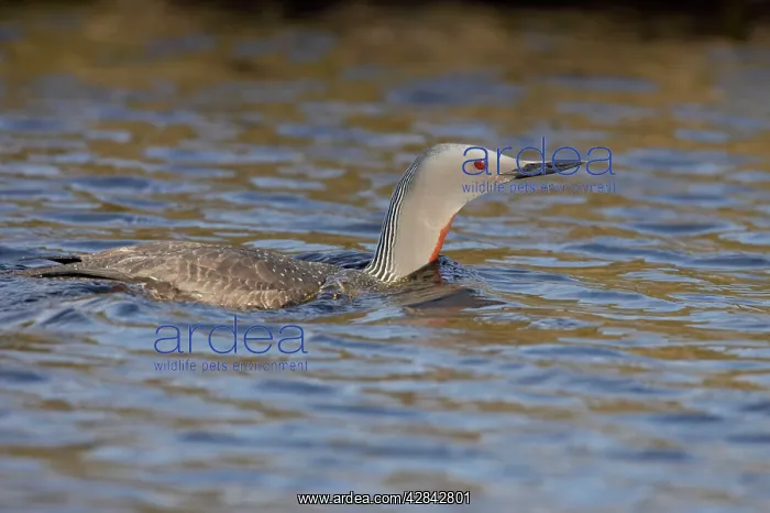  : Red Throated Diver