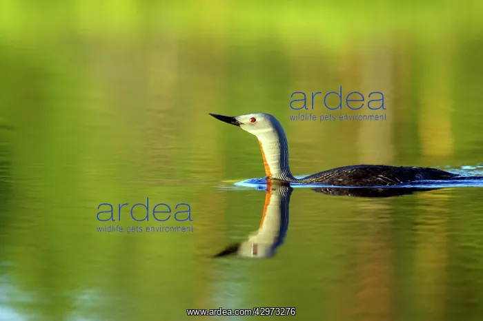 : Red Throated Diver : Red Throated Diver