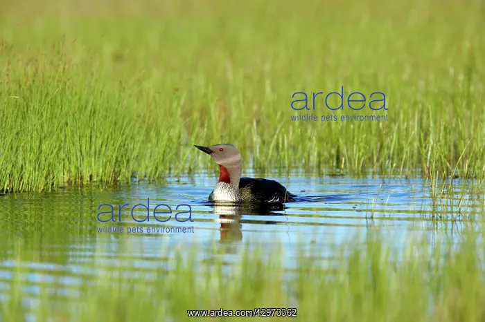 : Red Throated Diver : Red Throated Diver