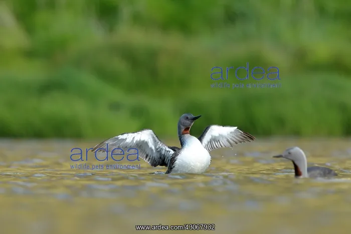 : Red-throated Diver : Red-throated Diver