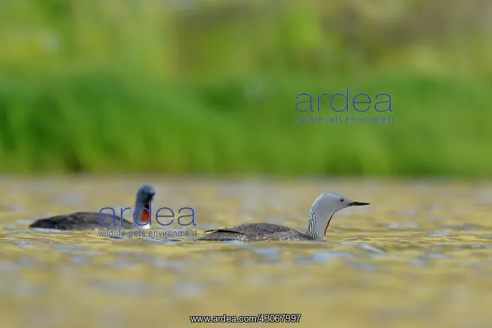 : Red-throated Diver : Red-throated Diver