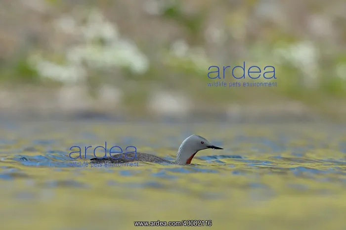 : Red-throated Diver : Red-throated Diver
