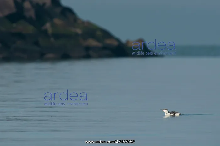 : Red-throated Diver : Red-throated Diver