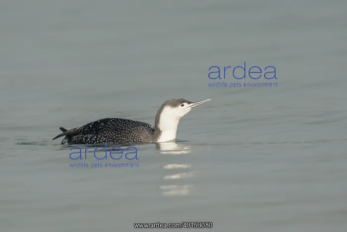 : Red-throated Diver : Red-throated Diver