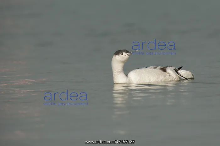 : Red-throated Diver : Red-throated Diver