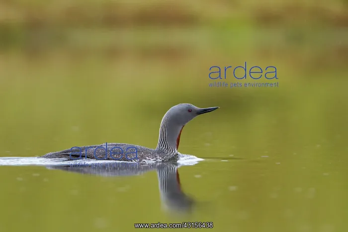 : Red-throated Diver : Red-throated Diver