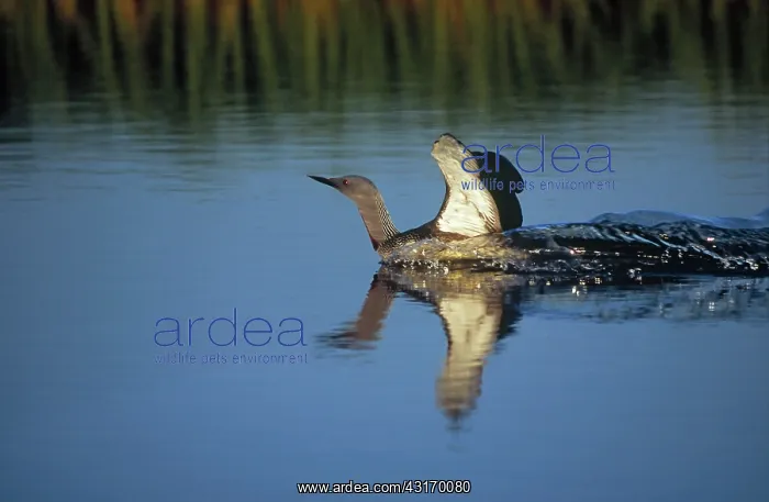 : Red-throated Diver : Red-throated Diver