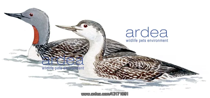 : Red-throated Diver : Red-throated Diver