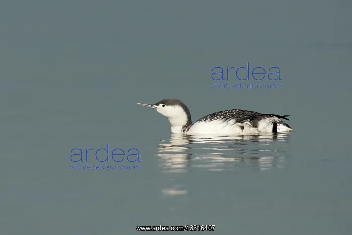 : Red-throated Diver : Red-throated Diver