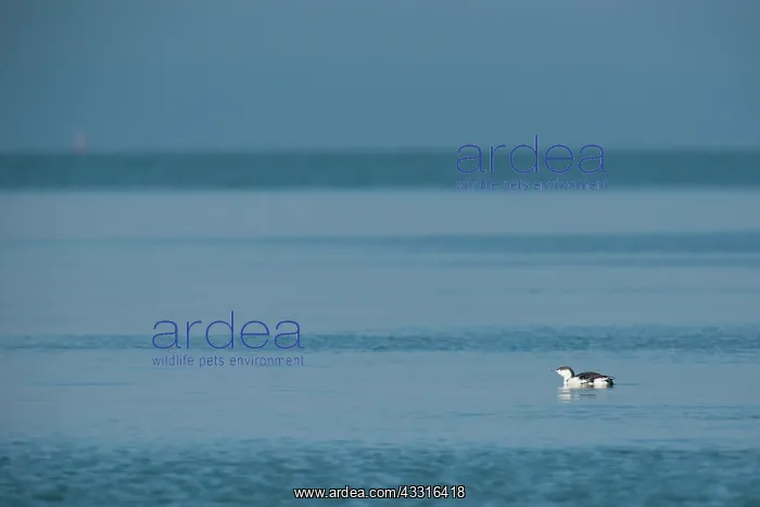 : Red-throated Diver : Red-throated Diver
