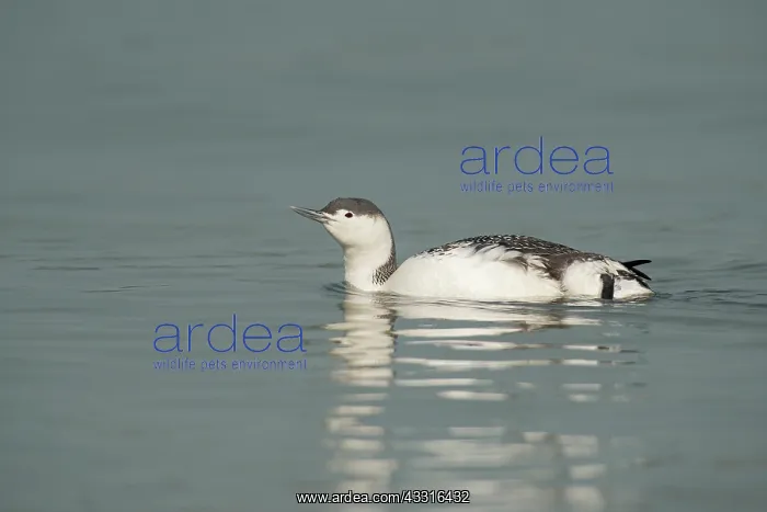 : Red-throated Diver : Red-throated Diver
