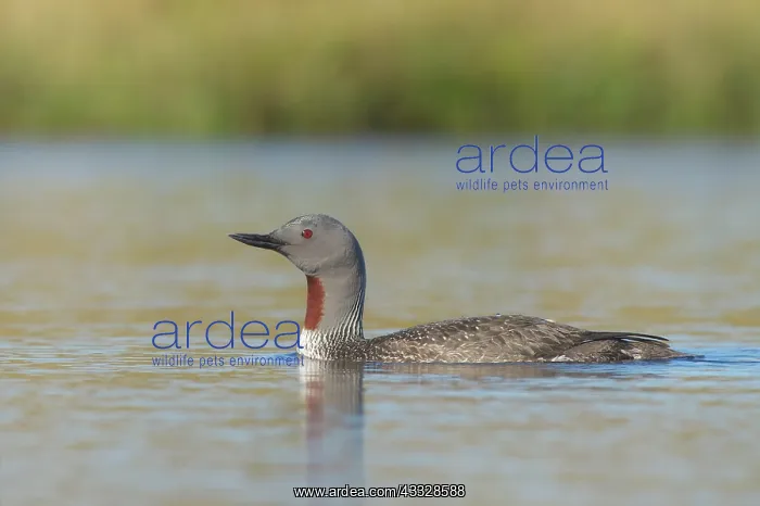 : Red-throated Diver : Red-throated Diver
