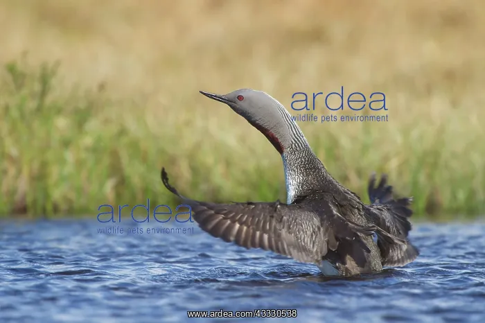 : Red-throated Diver : Red-throated Diver