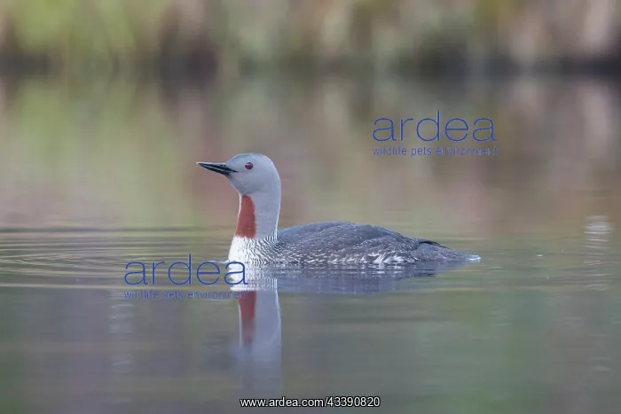: Red-throated Diver : Red-throated Diver
