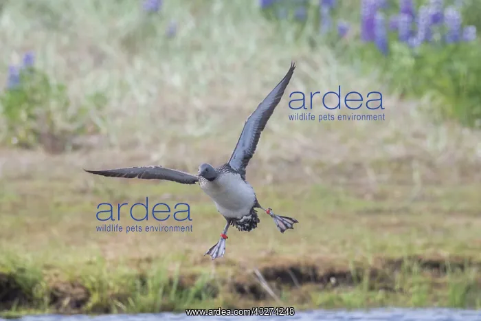 : Red-throated Diver - adult bird in breeding plumage : Red-throated Diver - adult bird in breeding plumage