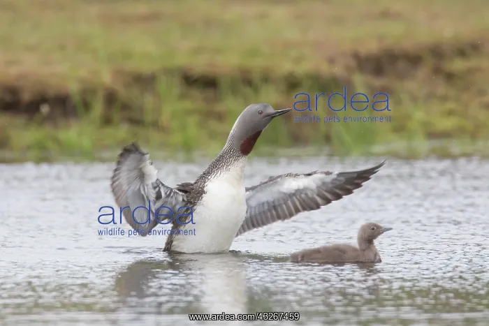 : Red-throated Diver - adult diver flapping its wings : Red-throated Diver - adult diver flapping its wings