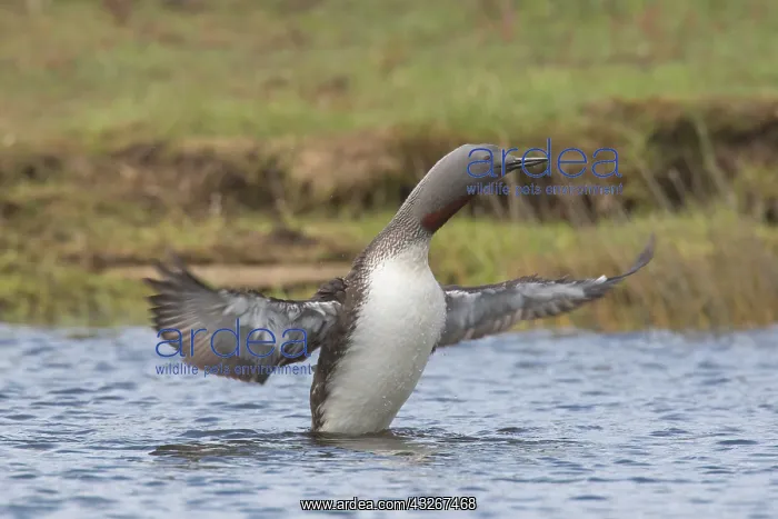 : Red-throated Diver - adult diver flapping its wings : Red-throated Diver - adult diver flapping its wings