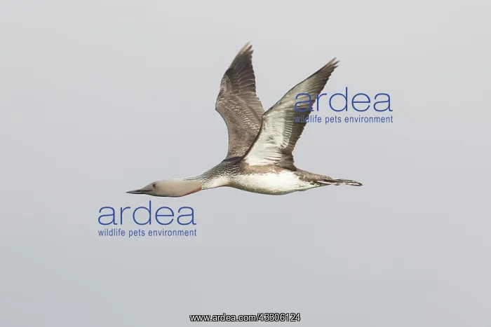: Red-throated Diver - adult diver in flight - Iceland : Red-throated Diver - adult diver in flight - Iceland