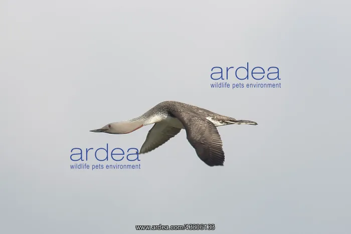 : Red-throated Diver - adult diver in flight - Iceland : Red-throated Diver - adult diver in flight - Iceland
