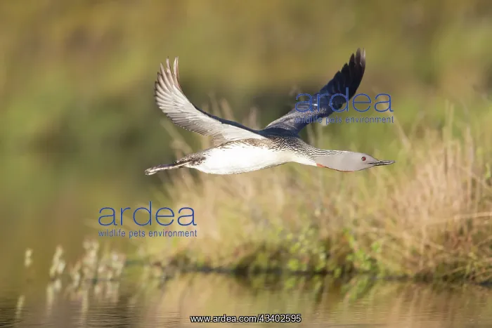 : Red-throated Diver - adult diver in flight - Sweden : Red-throated Diver - adult diver in flight - Sweden