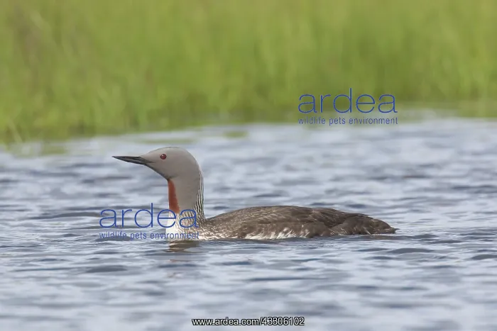 : Red-throated Diver - adult diver swimming - Iceland : Red-throated Diver - adult diver swimming - Iceland