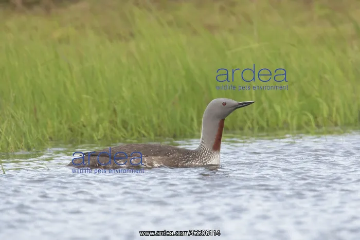  : Red-throated Diver - adult diver swimming - Iceland