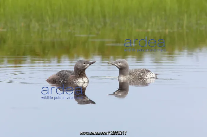 : Red Throated Diver - Two Chicks - Shows one more : Red Throated Diver - Two Chicks - Shows one more