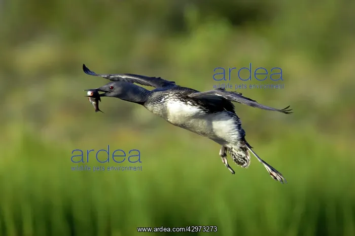 : Red Throated Diver - Coming in to Land with Fish : Red Throated Diver - Coming in to Land with Fish