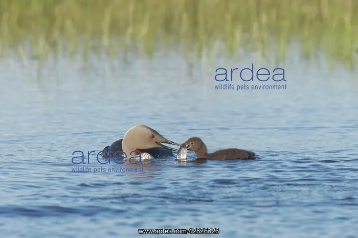 : Red Throated Diver - Feeding Fish to Chick : Red Throated Diver - Feeding Fish to Chick