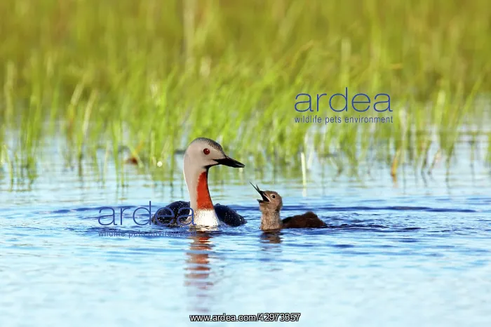  : Red Throated Diver - Feeding Fish to Chick