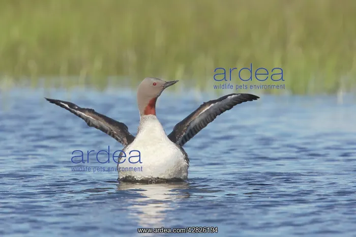 : Red Throated Diver - Flapping Wings : Red Throated Diver - Flapping Wings