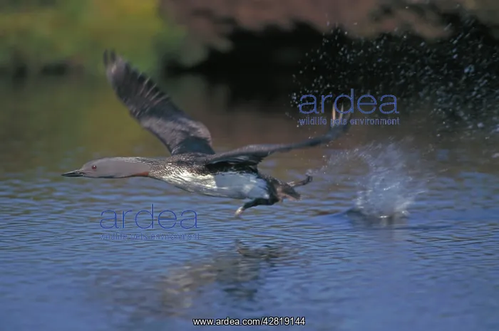: Red-throated Diver - in flight : Red-throated Diver - in flight