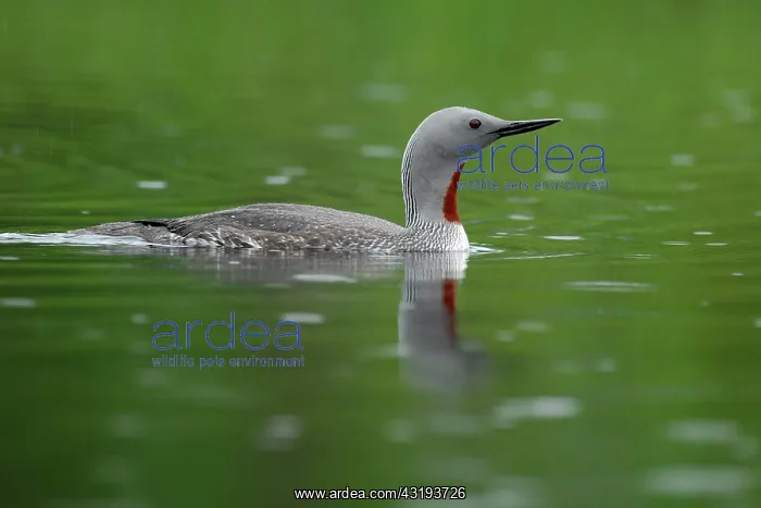 : Red-throated Diver (Gavia stellata), swimming, drizzle : Red-throated Diver (Gavia stellata), swimming, drizzle