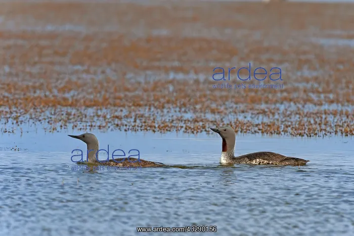 : Red-throated Diver (Gavia stellata) stretching : Red-throated Diver (Gavia stellata) stretching
