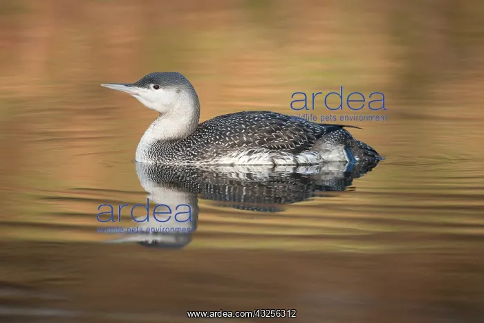 : Red-throated Diver (Gavia stellata) swimming on : Red-throated Diver (Gavia stellata) swimming on