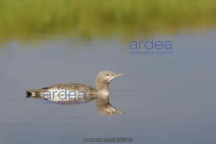 : Red Throated Diver - Large Chick : Red Throated Diver - Large Chick