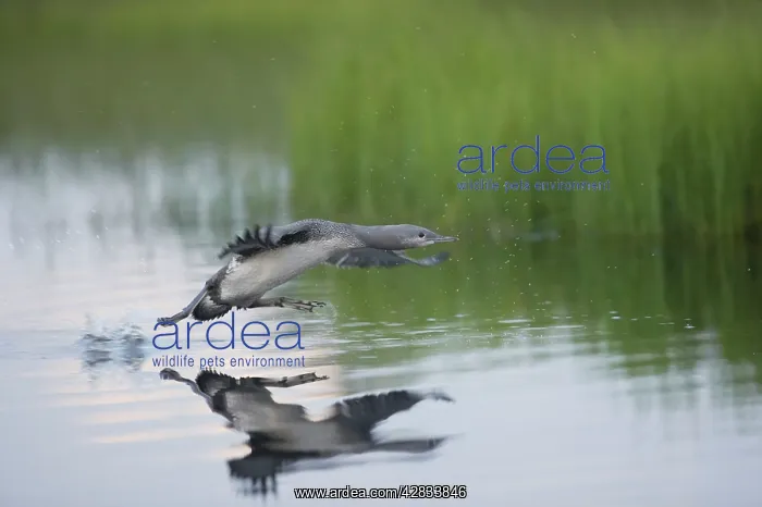 : Red-Throated Diver - Large Chick Practicing Take Off : Red-Throated Diver - Large Chick Practicing Take Off