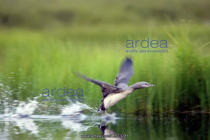 : Red Throated Diver - Large Chick Practising Take Off : Red Throated Diver - Large Chick Practising Take Off