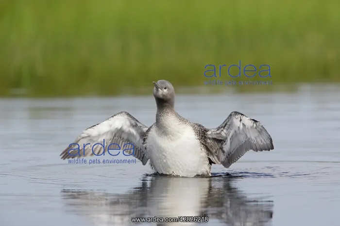 : Red Throated Diver - Large Chick Stretching Wings : Red Throated Diver - Large Chick Stretching Wings
