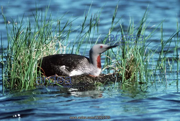 : RED-THROATED DIVER / LOON : RED-THROATED DIVER / LOON