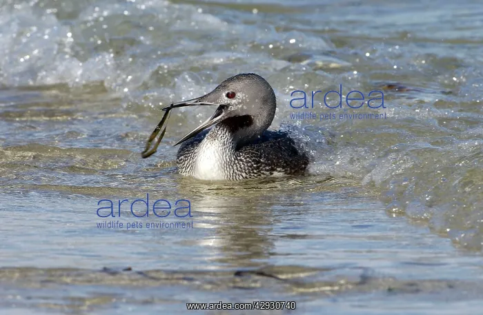 : Red-throated DIVER / LOON - Fishing in sea, but : Red-throated DIVER / LOON - Fishing in sea, but